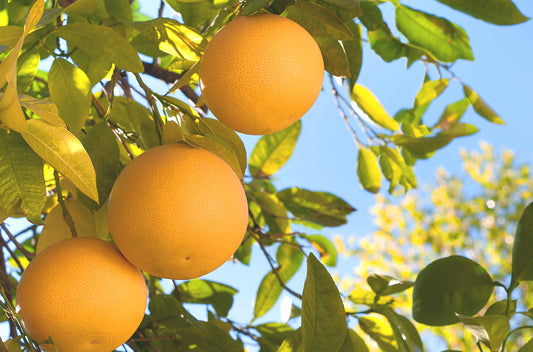 Grapefruit gyümölcs