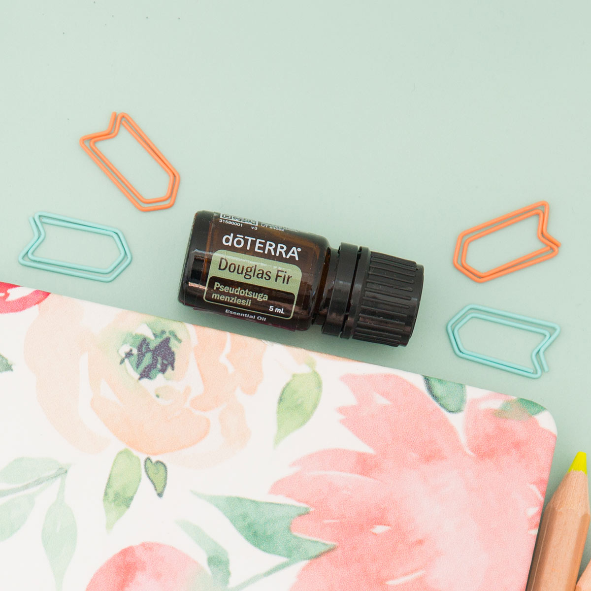 Doterra duglász fenyő douglas fir